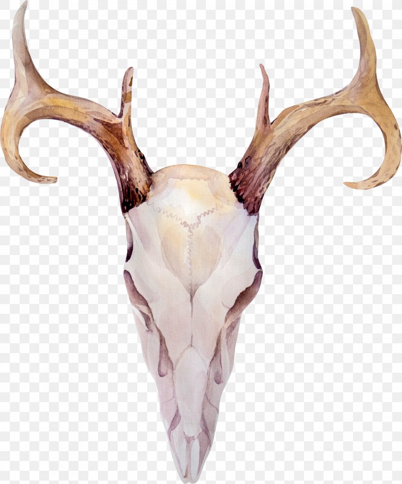 Deer Elk Antler Horn, PNG, 2290x2759px, Deer, Antler, Banco De Imagens, Bone, Elk Download Free