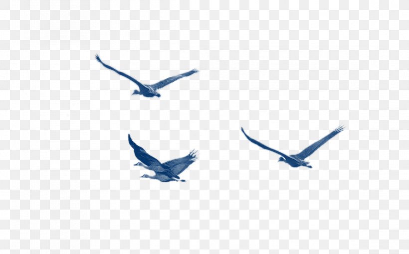 Bird Blue Download Pattern, PNG, 1164x723px, Bird, Beak, Blue, Designer, Google Images Download Free