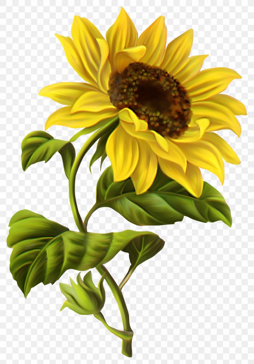 Common Sunflower Drawing Illustration, PNG, 1190x1704px, Common Sunflower, Art, Chrysanths, Dahlia, Daisy Family Download Free