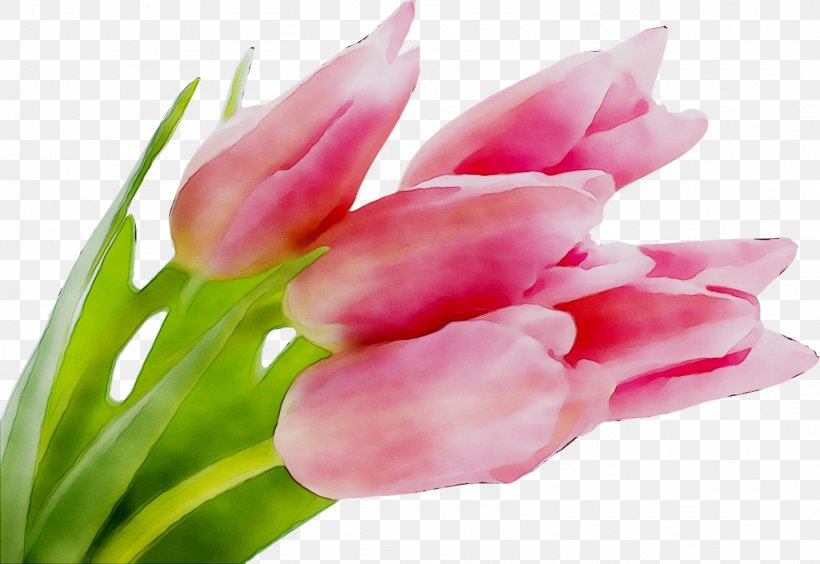 Desktop Wallpaper Tulip Image Flower Pink, PNG, 1587x1092px, Tulip, Bud, Curcuma, Cut Flowers, Display Resolution Download Free