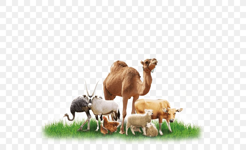 Dromedary Cattle Feeding Animal Feed, PNG, 566x500px, Dromedary, Abu Dhabi, Animal, Animal Feed, Arabian Camel Download Free