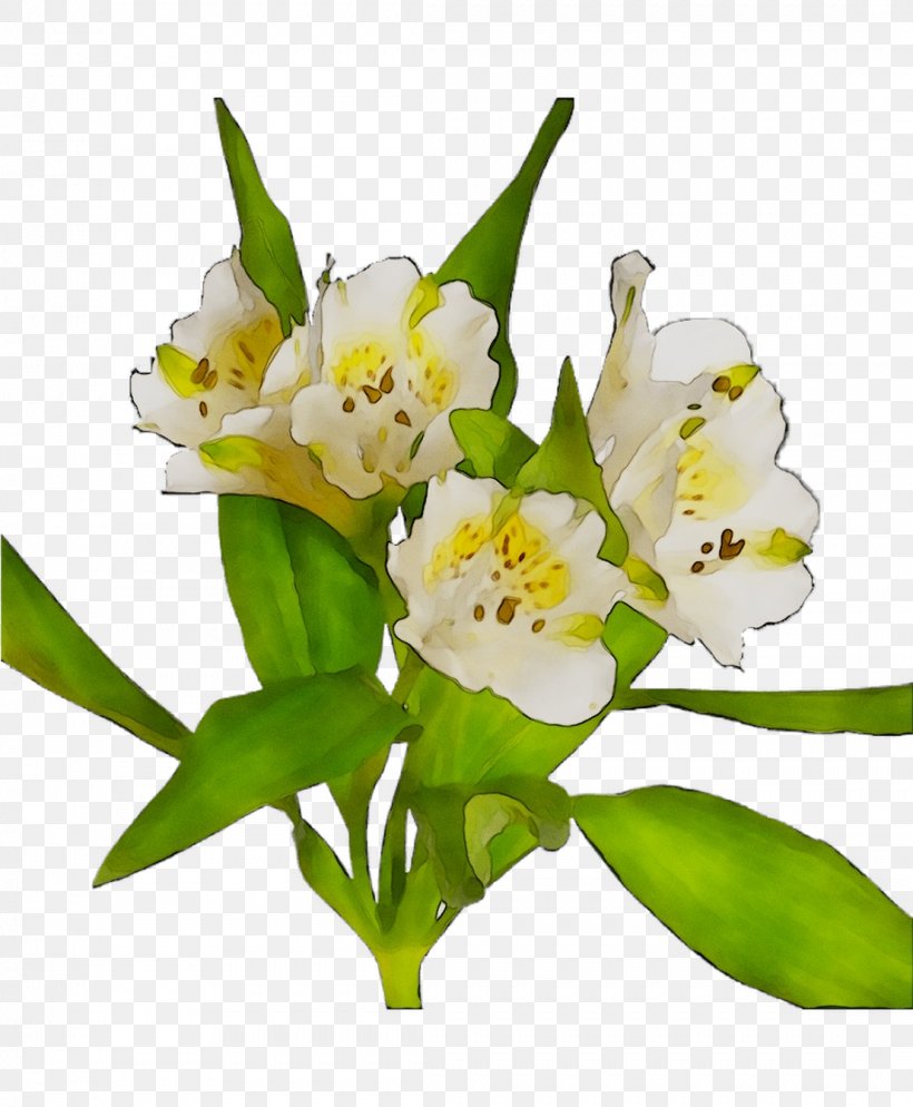 Lily Of The Incas Cut Flowers Flower Bouquet Plant Stem, PNG, 1107x1343px, Lily Of The Incas, Alstroemeriaceae, Bouquet, Cut Flowers, Flower Download Free