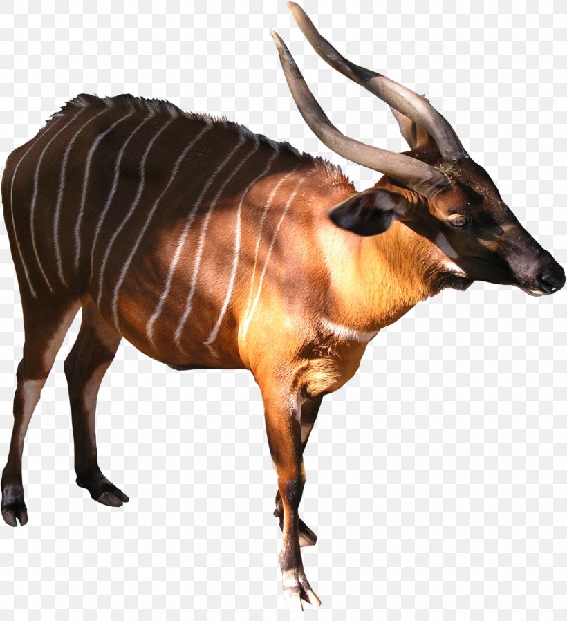 Antelope Bongo Cattle Texture Mapping Kudu, PNG, 1605x1758px, 3d Computer Graphics, Antelope, Animal, Bongo, Bongo Drum Download Free