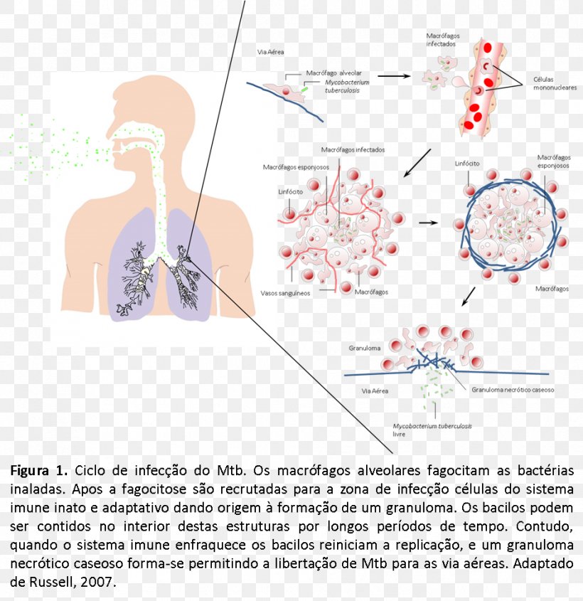 Mycobacterium Tuberculosis Pathogenesis Disease Infection, PNG, 941x970px, Watercolor, Cartoon, Flower, Frame, Heart Download Free