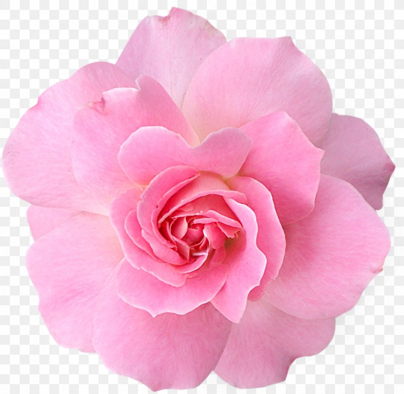 Pink Flowers Rose Clip Art, PNG, 1109x1083px, Flower, Blue, Camellia, China Rose, Color Download Free