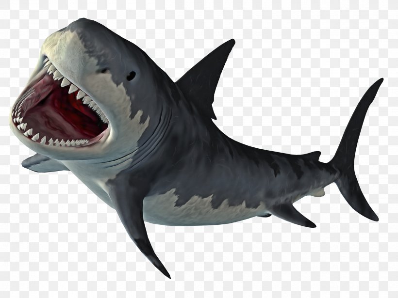 Shark, PNG, 2500x1875px, Shark, Animal Figure, Bull Shark, Cartilaginous Fish, Fish Download Free