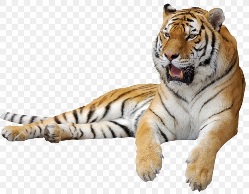 Siberian Tiger Clip Art, PNG, 1200x938px, Tiger, Big Cat, Big Cats, Calendar, Carnivoran Download Free