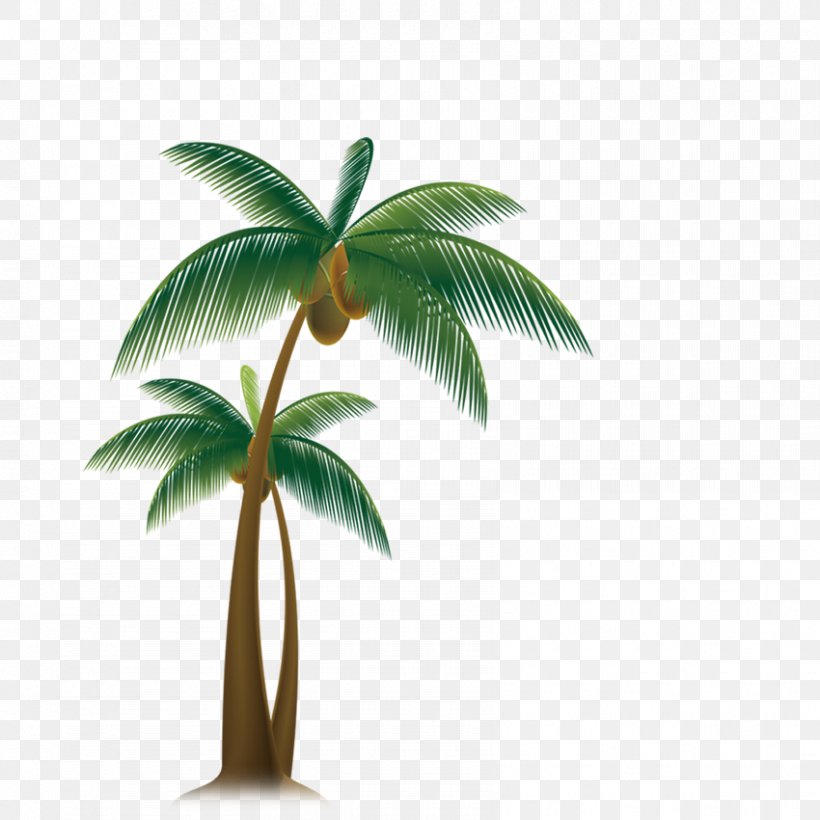 Arecaceae Tree Coconut, PNG, 850x850px, Arecaceae, Arecales, Beach, Coconut, Flowerpot Download Free