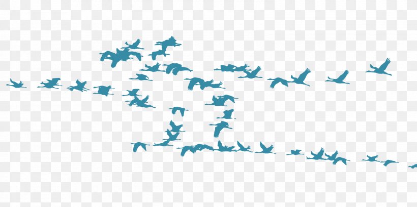 Bird Migration Crane Flock Animal Migration, PNG, 1600x800px, Bird, Animal, Animal Migration, Area, Beak Download Free