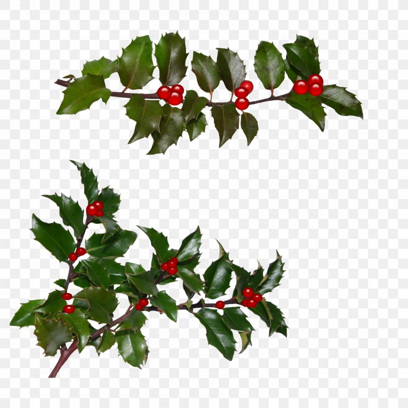 Christmas Day Gift Holly Image Christmas Card, PNG, 1800x1800px, Christmas Day, Advent, Aquifoliaceae, Aquifoliales, Berry Download Free