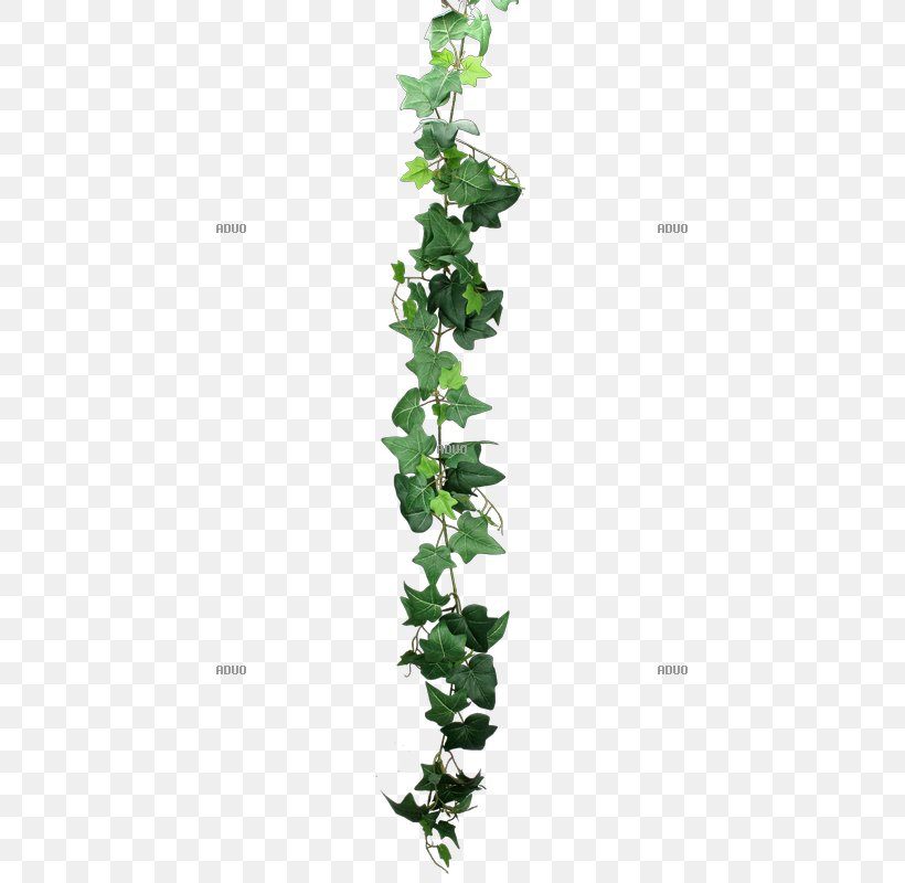 Common Ivy Leaf Plant Stem Branch, PNG, 800x800px, Common Ivy, Branch, Centimeter, Flowering Plant, Grass Download Free