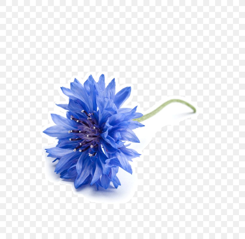 Cornflower Royalty-free Photography, PNG, 800x800px, Cornflower, Annual Plant, Banco De Imagens, Blue, Chamomile Download Free