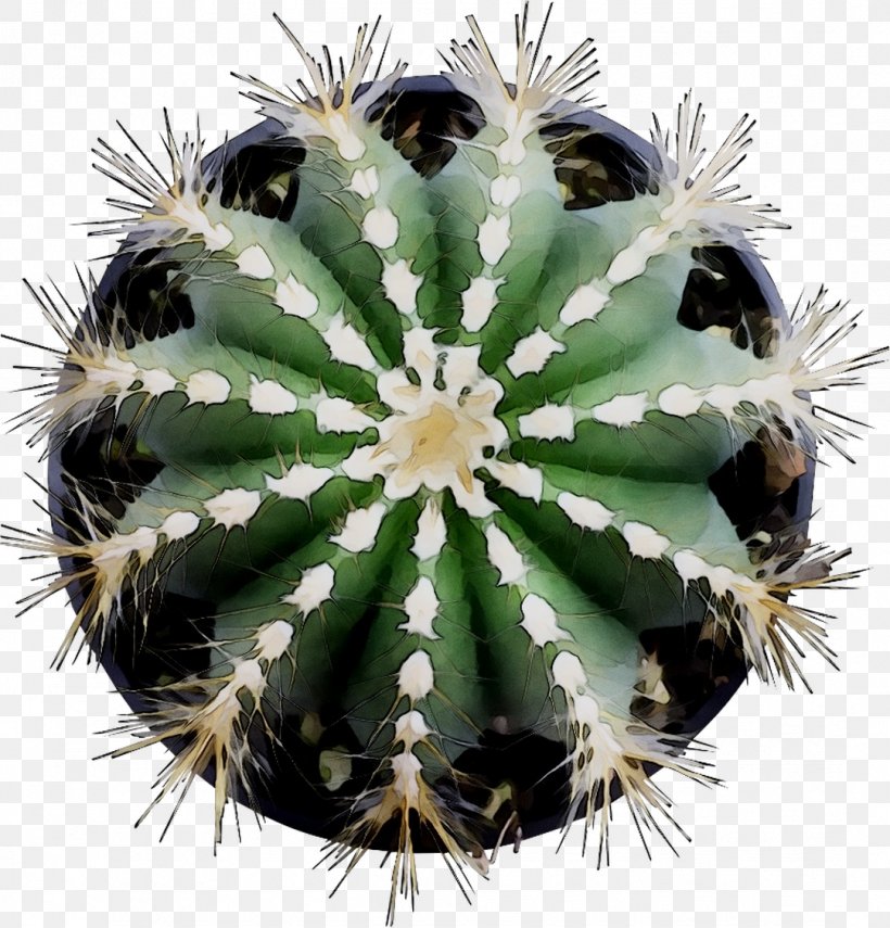 Dartboards Darts Eclipse Pro Bristle Dartboard Unicorn Stock Photography Shutterstock, PNG, 1081x1128px, Dartboards, Botany, Cactus, Caryophyllales, Darts Download Free