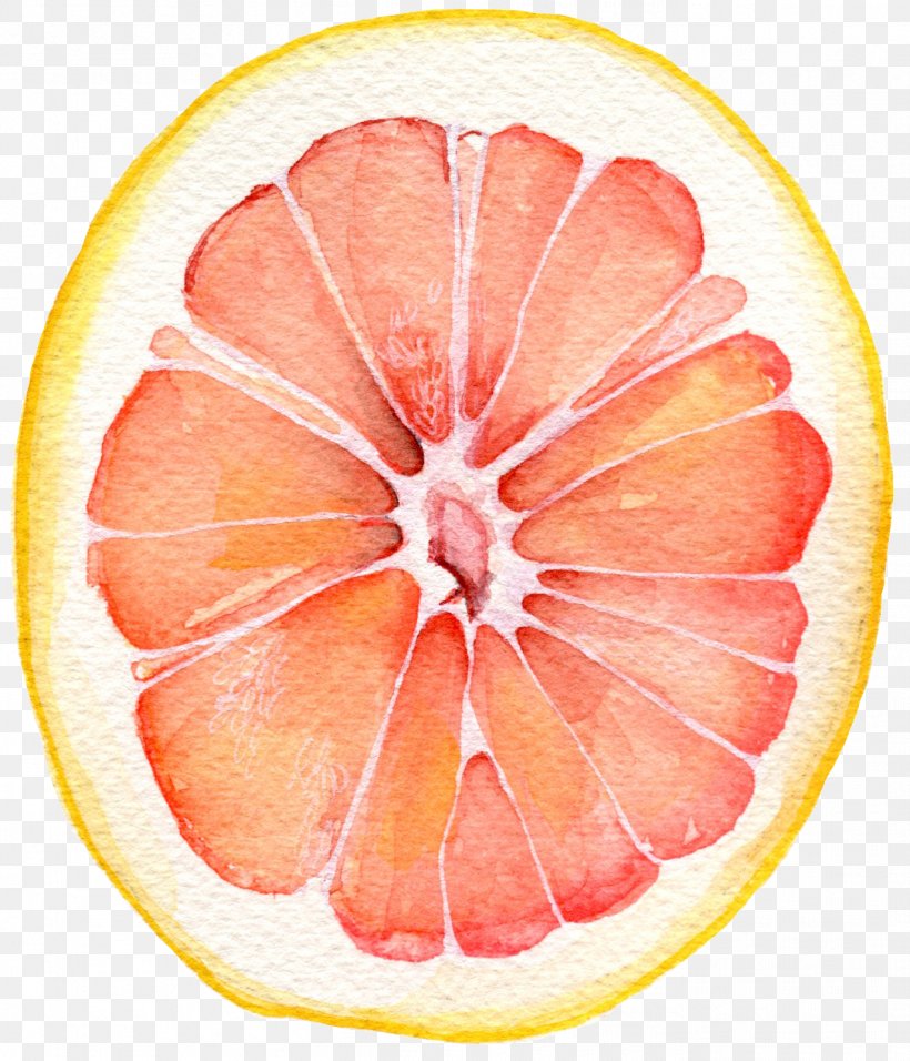Grapefruit Watercolor Painting, PNG, 1372x1601px, Grapefruit, Art, Blood Orange, Citric Acid, Citrus Download Free