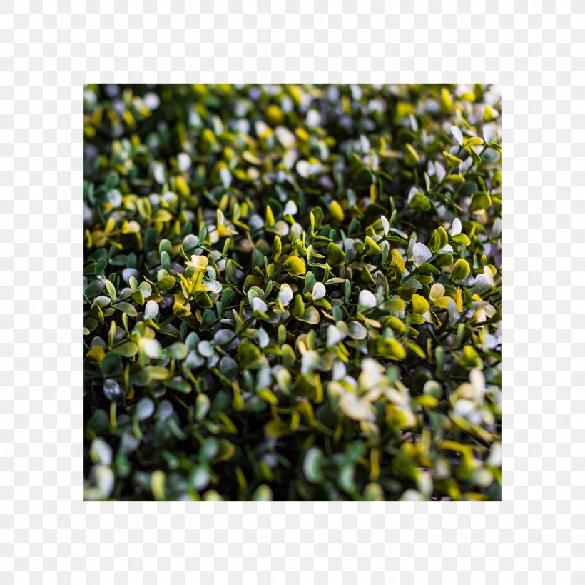 Groundcover Lawn Shrub, PNG, 1600x1600px, Groundcover, Grass, Lawn, Plant, Shrub Download Free