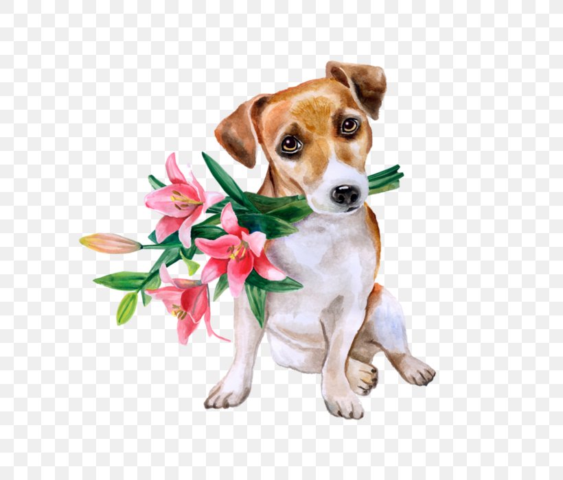 Jack Russell Terrier Flower Bouquet Beagle Floral Design, PNG, 700x700px, Jack Russell Terrier, Animal, Beagle, Birthday, Carnivoran Download Free