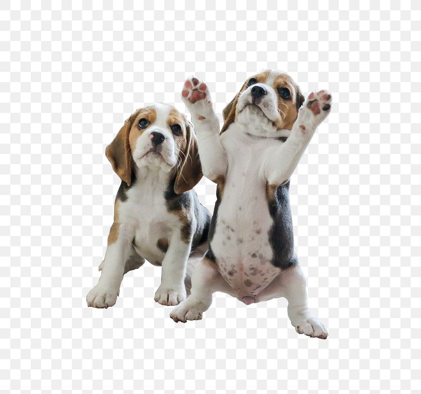 Pocket Beagle Puppy Your Beagle Beagles, PNG, 511x768px, Beagle, Animal, Beagles, Breed, Carnivoran Download Free