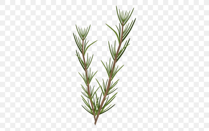 Rosemary Leaf Herbaceous Plant, PNG, 512x512px, Rosemary, Botany, Grass, Grass Family, Herb Download Free