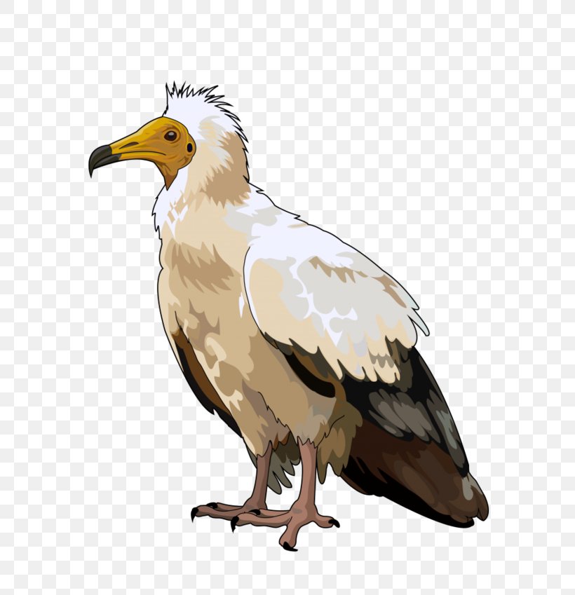 Bald Eagle Egyptian Vulture Bird Domestic Canary Clip Art, PNG, 600x849px, Bald Eagle, Accipitriformes, Beak, Bird, Bird Of Prey Download Free