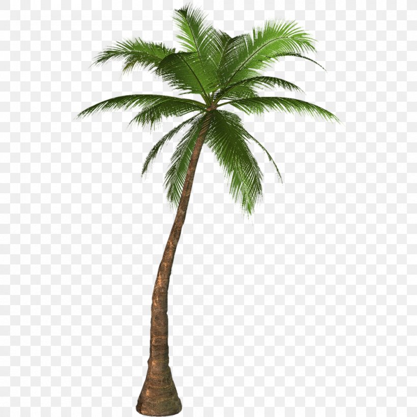 Coconut Leaf Drawing, PNG, 1000x1000px, Palm Trees, Arecales, Attalea Speciosa, Coconut, Date Palm Download Free