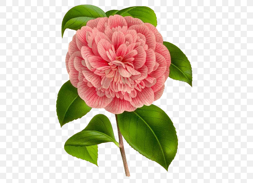 Flower Plant Pink Petal Japanese Camellia, PNG, 483x593px, Flower, Camellia, Chinese Peony, Common Peony, Japanese Camellia Download Free