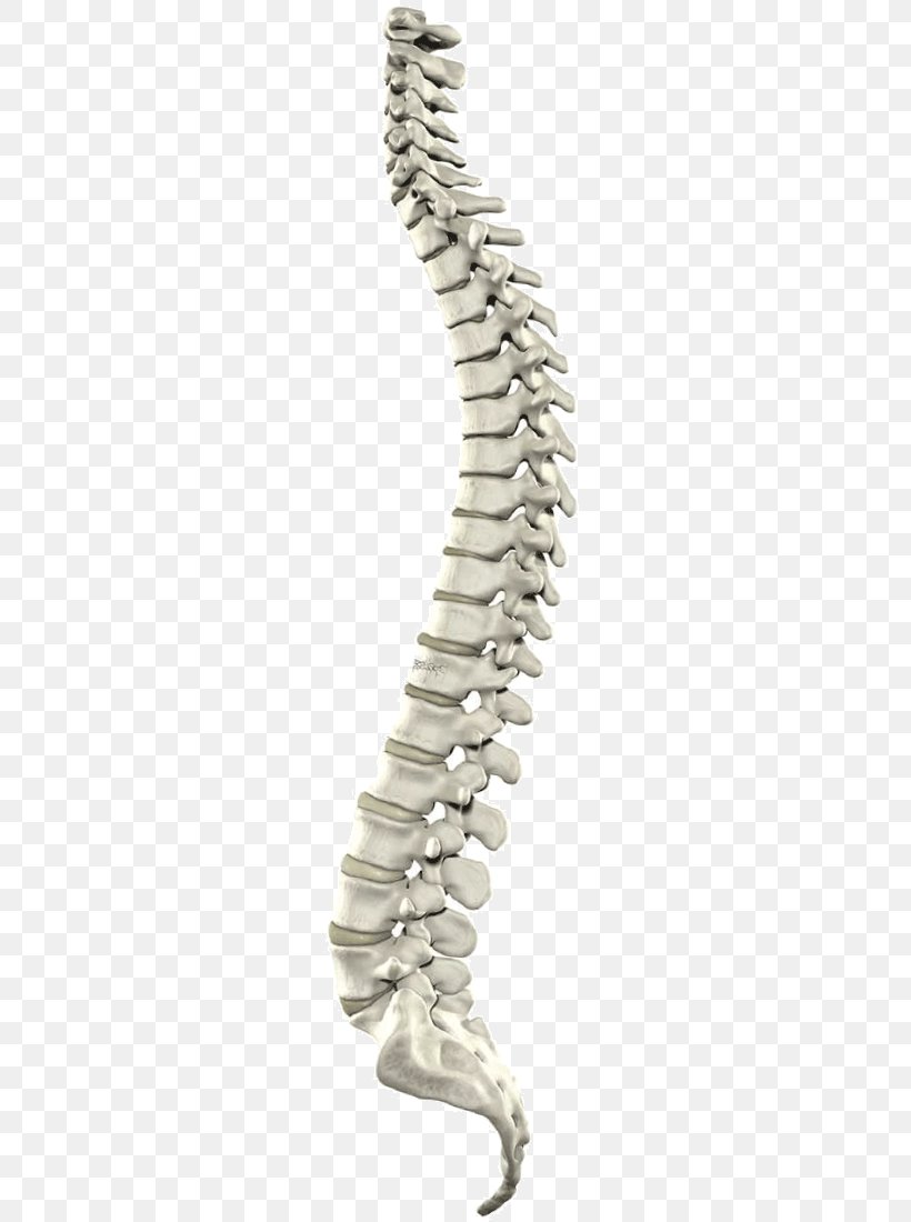 Myelography Spinal Cord Vertebral Column Spinal Canal Computed Tomography, PNG, 244x1100px, Myelography, Central Nervous System, Cervical Vertebrae, Computed Tomography, Laminectomy Download Free