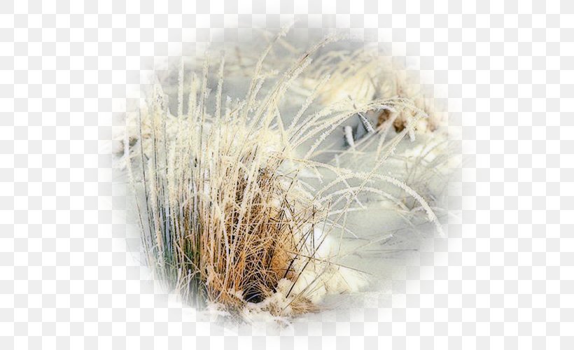 Snow Winter Blog, PNG, 556x500px, Snow, Blog, Christmas, Closeup, Commodity Download Free