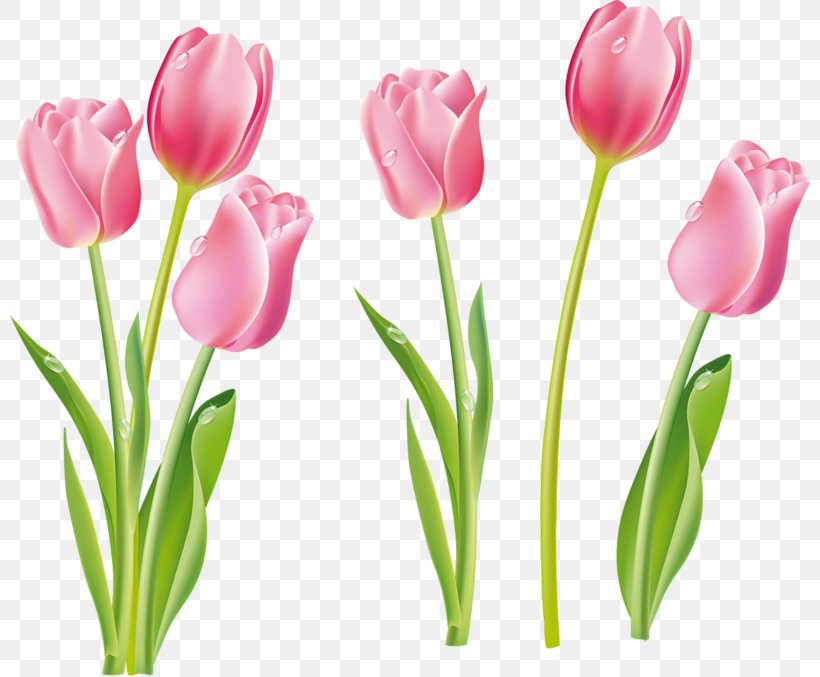 Tulip Flower Clip Art, PNG, 800x677px, Tulip, Cut Flowers, Floristry, Flower, Flower Bouquet Download Free
