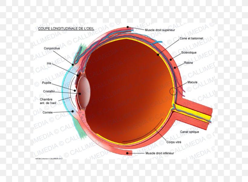 Human Eye Conjunctiva Anatomy Sagittal Plane, PNG, 600x600px, Watercolor, Cartoon, Flower, Frame, Heart Download Free
