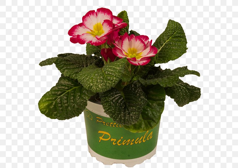 Primrose Flowerpot Cut Flowers Magenta Potplantenkwekerij Nico Van Os, PNG, 578x578px, Primrose, Assortment Strategies, Cut Flowers, Flower, Flowering Plant Download Free