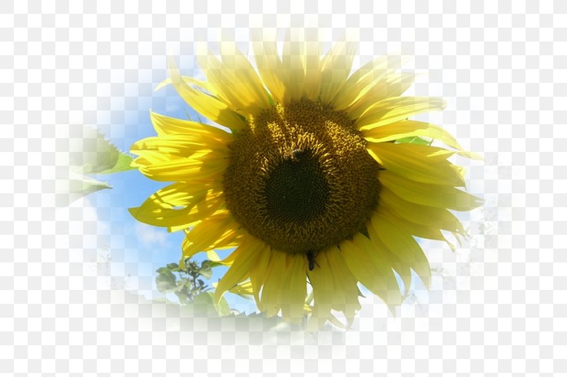 Sunflower M June 0 Partilhar Peace, PNG, 728x546px, 2017, Sunflower M, Around The World, Close Up, Daisy Family Download Free