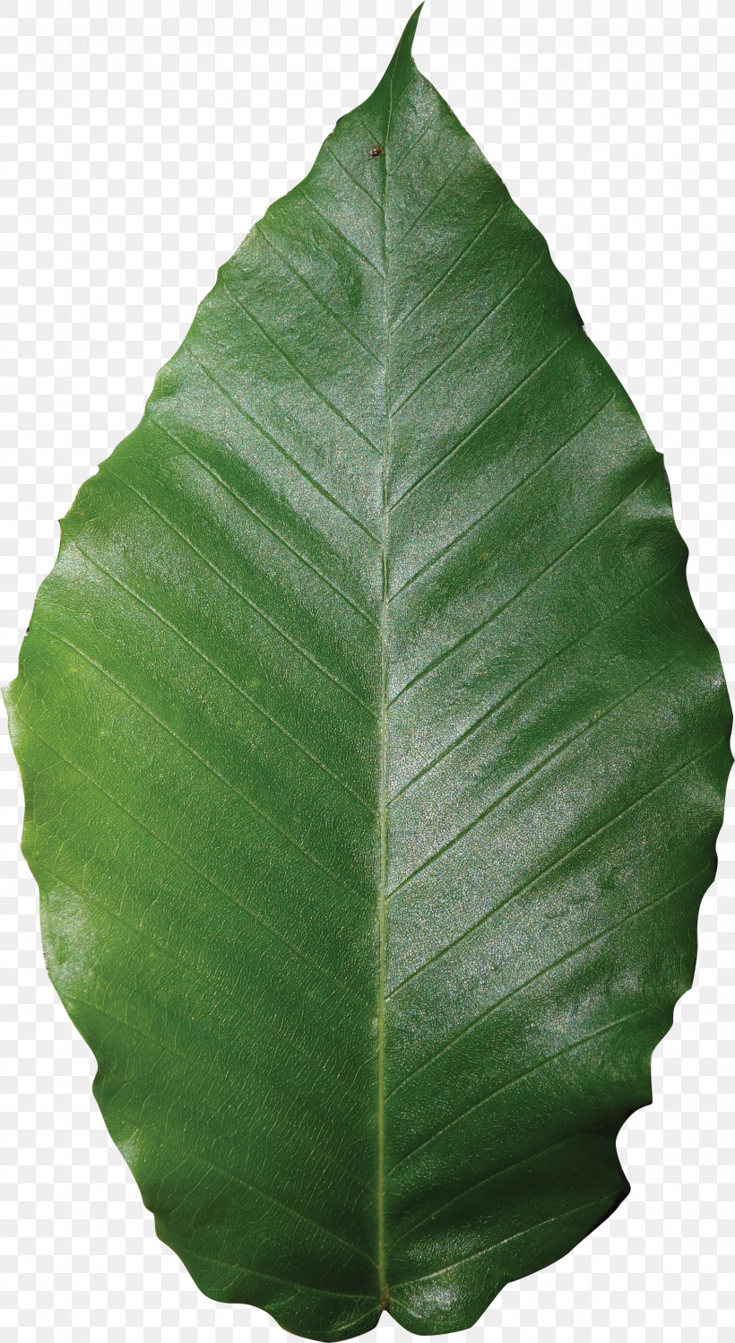 Banana Leaf, PNG, 1689x3086px, Leaf, Banana Leaf, Ensete, Flower, Plant Download Free