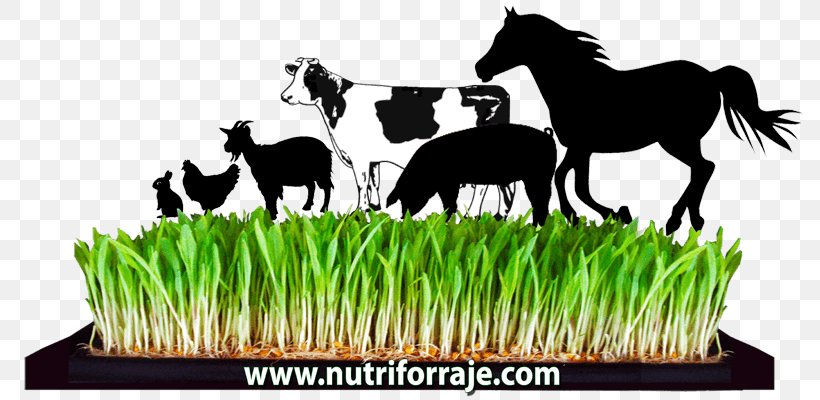 Beef Cattle Fodder Hydroponics Agriculture Dairy Cattle, PNG, 788x400px, Beef Cattle, Agricultural Science, Agriculture, Animal Husbandry, Apkpure Download Free