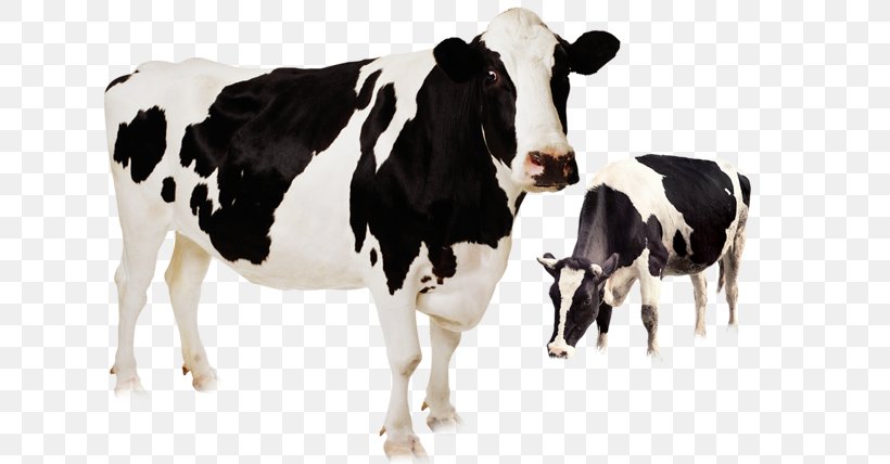 Holstein Friesian Cattle Highland Cattle Murrah Buffalo Beef Cattle Livestock, PNG, 658x428px, Holstein Friesian Cattle, Agriculture, Animal, Beef Cattle, Breed Download Free