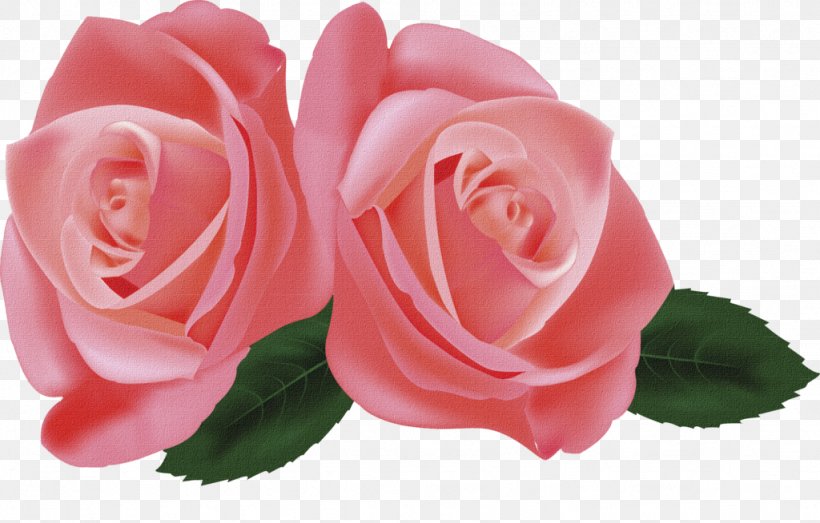 Hybrid Tea Rose Garden Roses Flower Clip Art, PNG, 1024x654px, Hybrid Tea Rose, Centifolia Roses, China Rose, Close Up, Color Download Free
