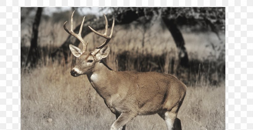 White-tailed Deer Deer Hunting Game, PNG, 1548x797px, Whitetailed Deer, Antelope, Antler, Arkansas, Biggame Hunting Download Free