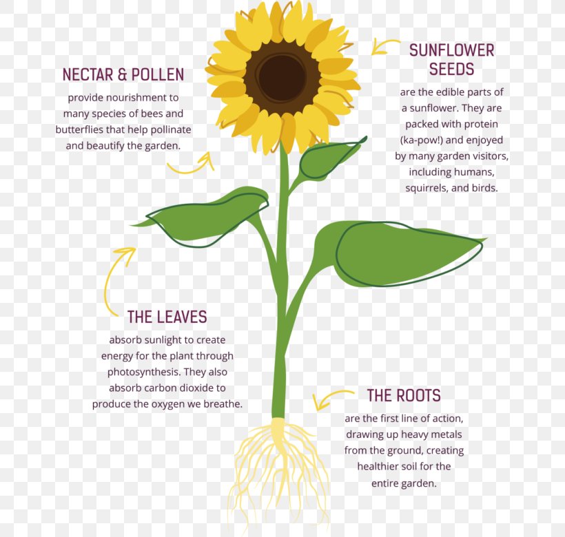 Common Sunflower Sunflower Seed Cut Flowers, PNG, 657x780px, Common Sunflower, Cut Flowers, Daisy Family, Drawing, Floral Design Download Free