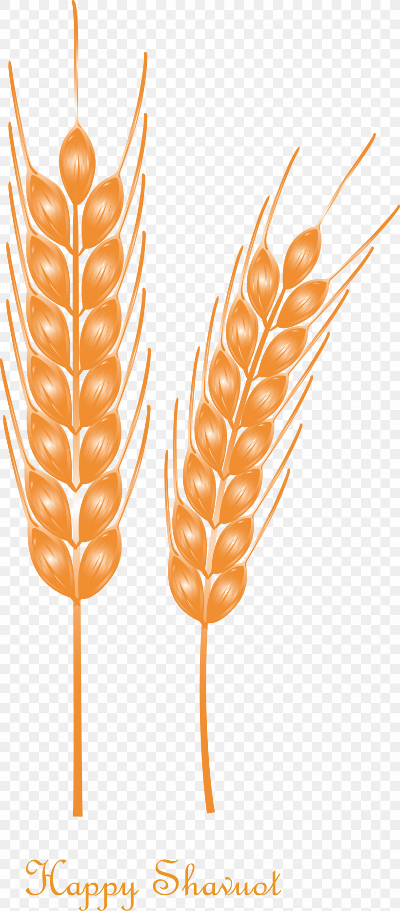Happy Shavuot Shavuot Shovuos, PNG, 1318x3000px, Happy Shavuot, Food, Food Grain, Grass Family, Plant Download Free
