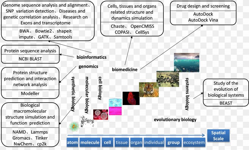 Personalized Medicine Diagram Computational Biology Data Structure, PNG, 5865x3527px, Personalized Medicine, Area, Big Data, Biodata, Biological Computing Download Free