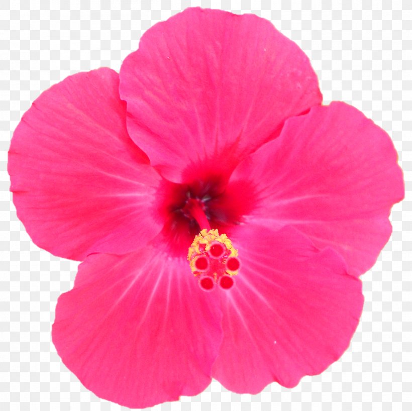 Shoeblackplant Annual Plant Herbaceous Plant Pink M, PNG, 1364x1361px, Shoeblackplant, Annual Plant, China Rose, Chinese Hibiscus, Flower Download Free