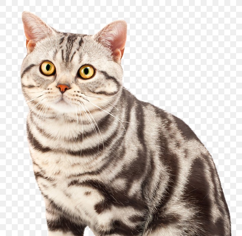 American Shorthair British Shorthair Colorpoint Shorthair Birman Bengal Cat, PNG, 800x800px, American Shorthair, American Wirehair, Asian, Australian Mist, Bengal Download Free