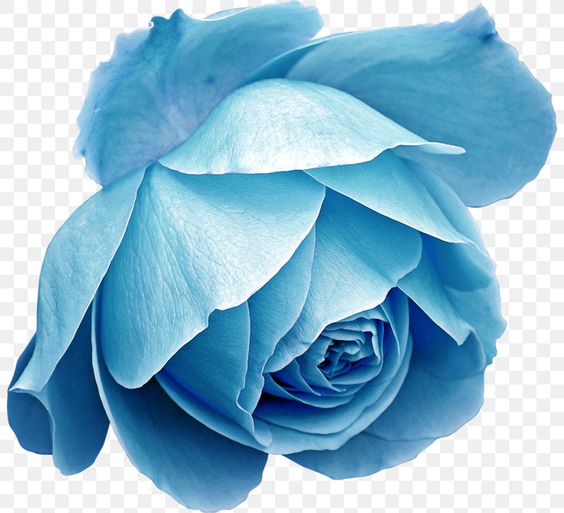Blue Rose Beach Rose Flower Desktop Wallpaper, PNG, 800x747px, Blue Rose, Beach Rose, Blue, Color, Cut Flowers Download Free