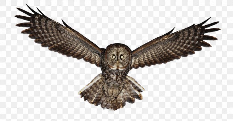 Eurasian Eagle-owl Bird Clip Art, PNG, 900x468px, Owl, Accipitriformes, Beak, Bird, Bird Of Prey Download Free