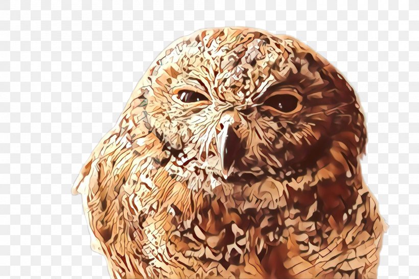 Owl Bird Bird Of Prey Eastern Screech Owl Wildlife, PNG, 2000x1332px, Cartoon, Beak, Bird, Bird Of Prey, Eastern Screech Owl Download Free