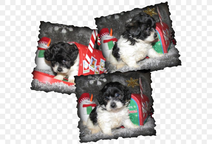 Schnoodle Puppy Shih Tzu Morkie Tibetan Terrier, PNG, 598x557px, Schnoodle, Breed, Carnivoran, Companion Dog, Dog Download Free