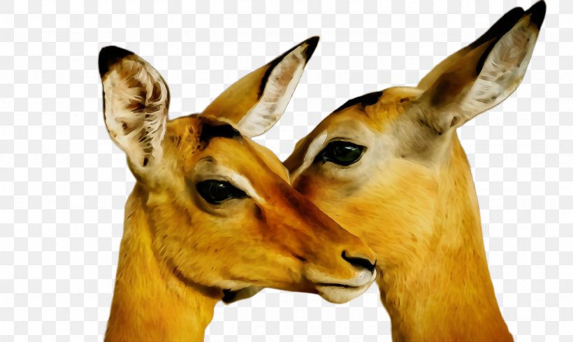 Wildlife Terrestrial Animal Impala Antelope Snout, PNG, 2588x1548px, Watercolor, Adaptation, Antelope, Cowgoat Family, Deer Download Free