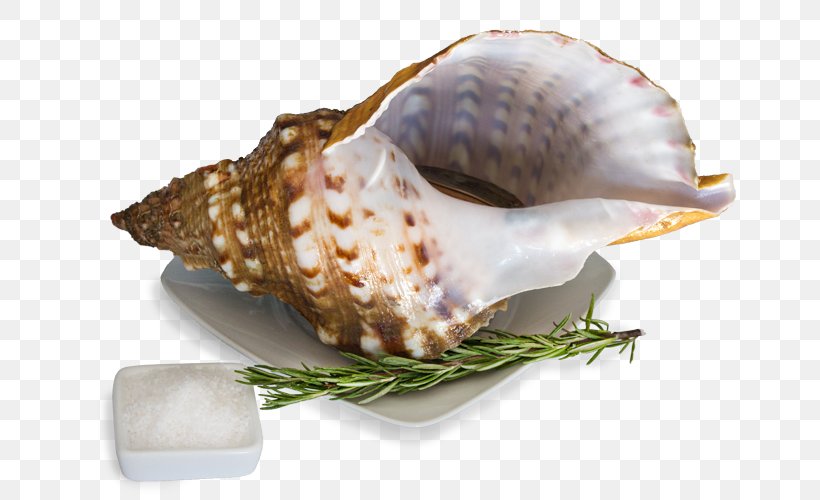 Cockle Clam Seashell Sea Snail Bivalvia, PNG, 728x500px, Cockle, Bivalvia, Clam, Clams Oysters Mussels And Scallops, Common Periwinkle Download Free