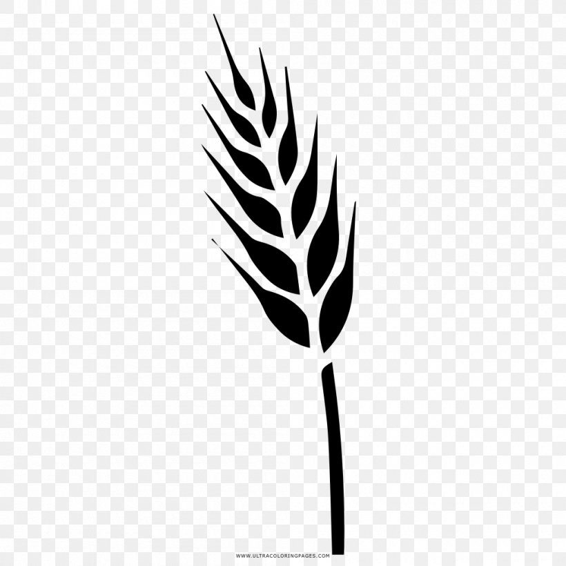 Drawing Triticale Food Grain Coloring Book Cereal, PNG, 1000x1000px, Drawing, Ausmalbild, Black And White, Bran, Branch Download Free