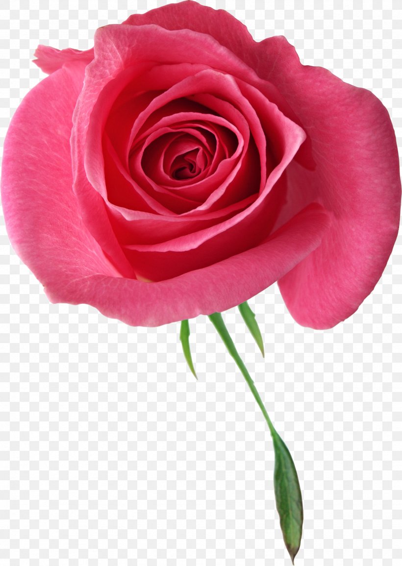 Garden Roses Flower, PNG, 1743x2456px, Garden Roses, Cut Flowers, Floribunda, Flower, Flowering Plant Download Free