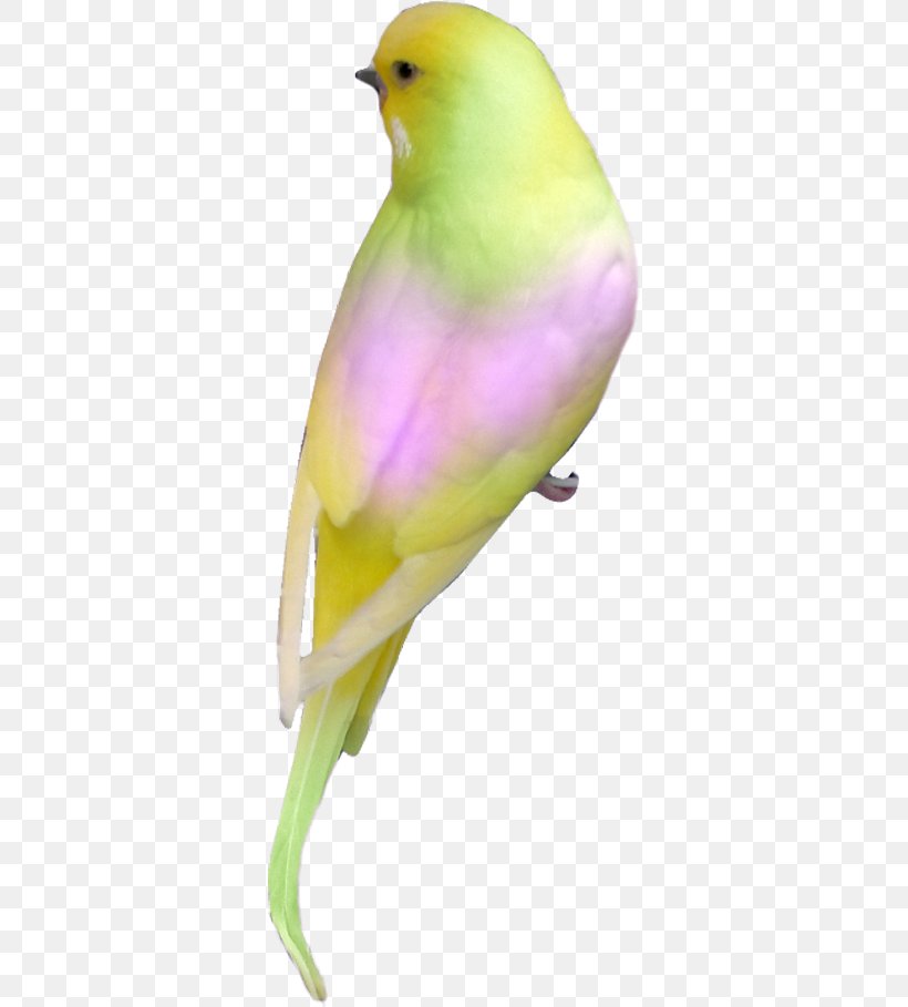 Lovebird Parrot Parakeet Clip Art, PNG, 336x909px, Bird, Animal, Beak, Beeeater, Bluecheeked Beeeater Download Free